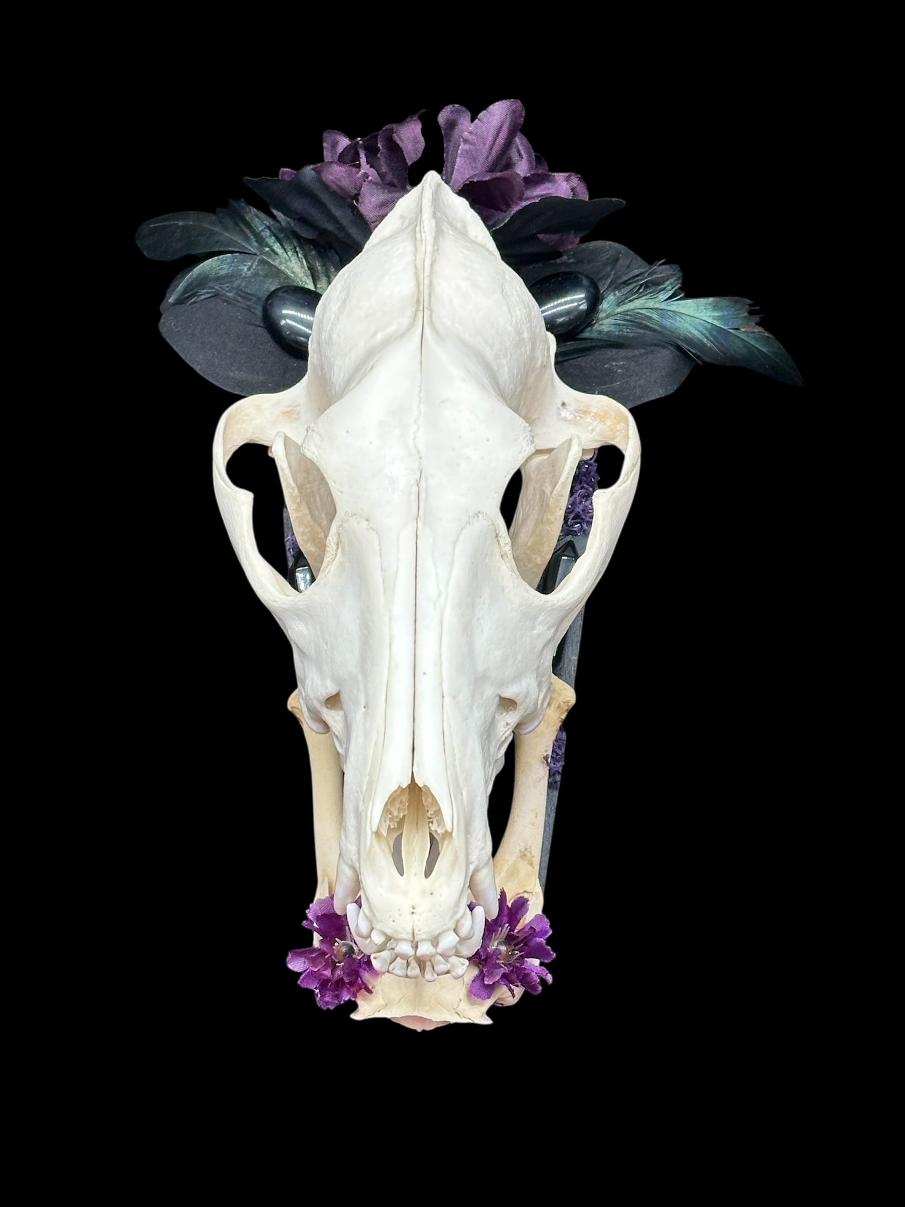 Coyote Skull on Black Coffin Plaque